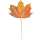 Single red yellow maple leaf isolated on white background - PhotoDune Item for Sale