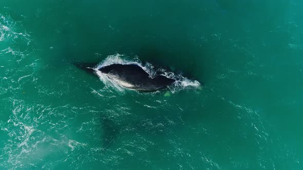 Top Down Aerial Shot of a Southern Right Whale Spouting Out Water