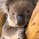 Koala Bear In Gum Tree - PhotoDune Item for Sale
