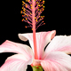 Macro photo of hibiscus flower on black background - PhotoDune Item for Sale