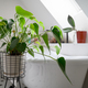 House plant standing near bathtub - PhotoDune Item for Sale