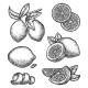 Set of Isolated Lemon Fruit Sketch 