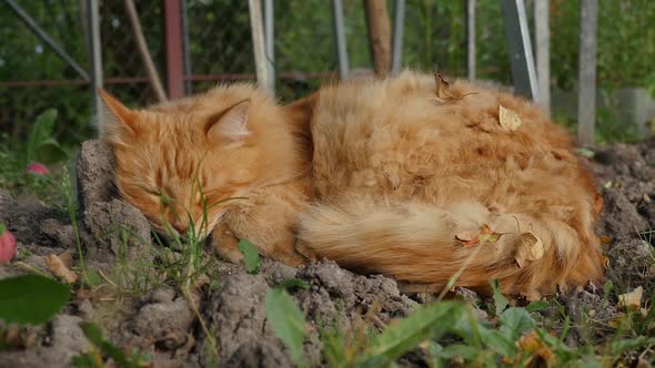 Ginger Cat Sleeping in the Garden