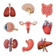 Human Organs Anatomy Set