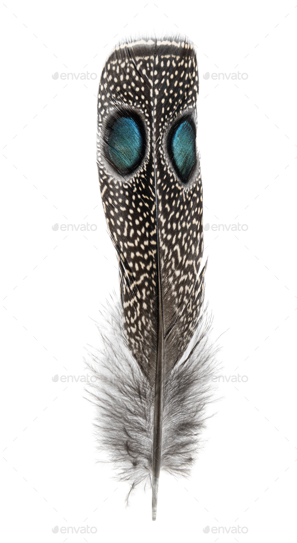 Spotted feather of a Palawan peacock-pheasant with two Eyespots ...