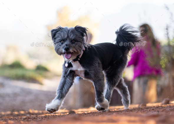 Fashion schnauzer fur