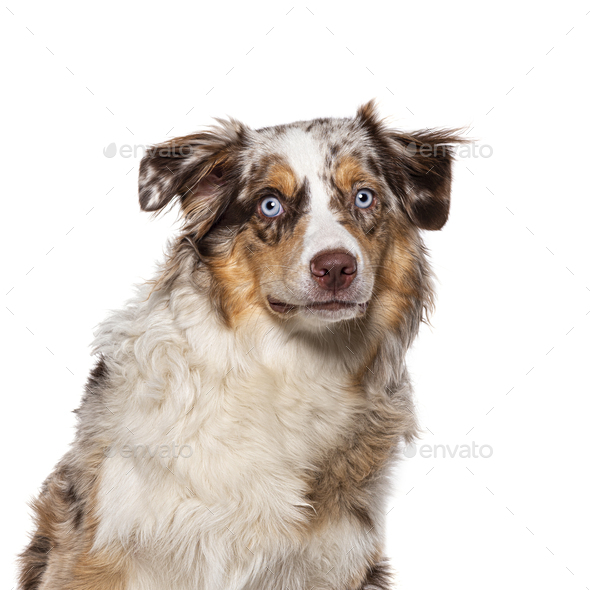 Young Australian Shepherd red merle blue eyed, isolated on white Stock ...