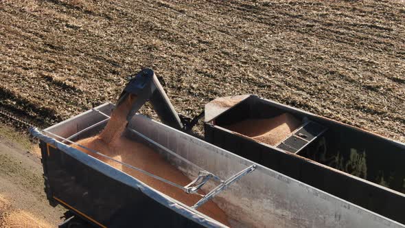 Golden Corn Kernels Falling from Combine Auger into Cart alt