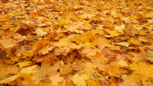 Colorful Background of Fallen Autumn Leaves. Colorful Background Footage of Fallen Autumn Leaves