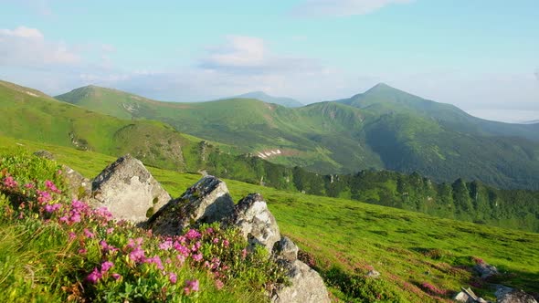 Pink Rhododendron Flowers in Mountains