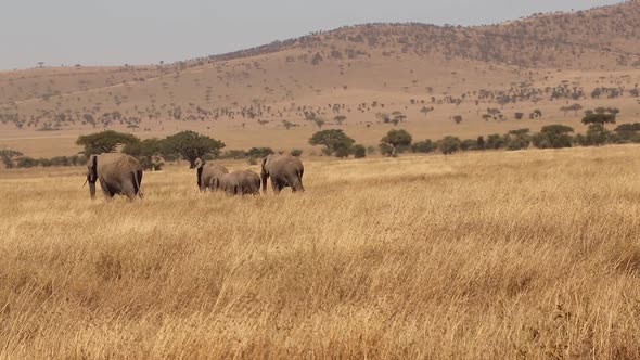 Family of African Elephants Walk Through the Plains of the Serengeti in Tanzania alt