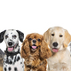 ifferent size and breed dogs over white horizontal social media or web banner  - PhotoDune Item for Sale