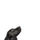 Cute cat and dog looking the center of a vertical web banner with empty blank  place for text - PhotoDune Item for Sale