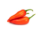 red hot chili pepper on white - PhotoDune Item for Sale