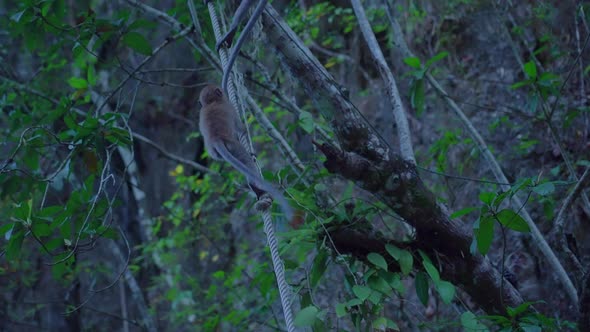 Young Longtailed Macaque Climbing a Rope on a Tree Thailand alt