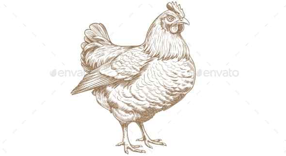 [DOWNLOAD]Chicken Hen Sketch