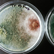 Trichoderma and Sclerotinia in the laboratory in the special rounded containers - PhotoDune Item for Sale