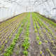 Vegetables in an organic greenhouse plantation. - PhotoDune Item for Sale