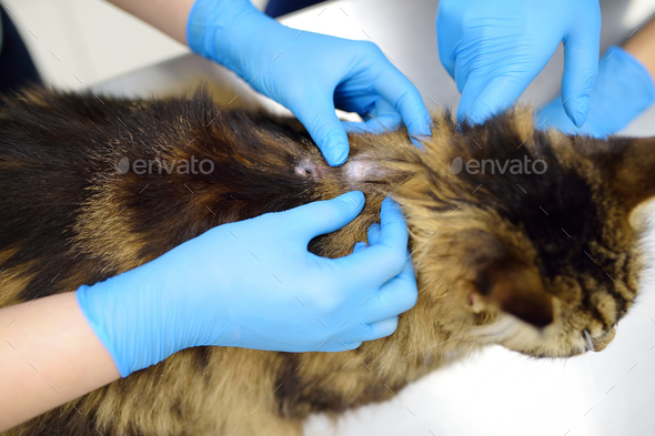 Diagnosis and treat of ringworm in cats Stock Photo by Maria_Sbytova