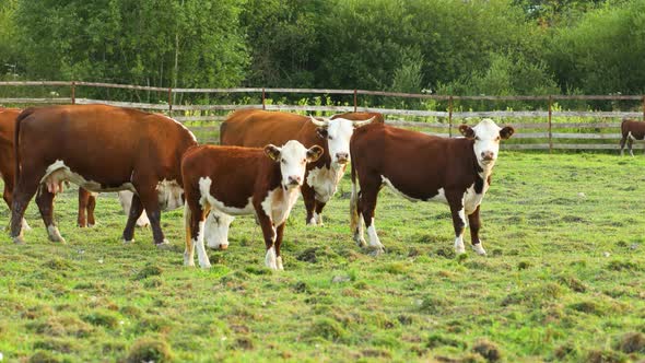 Cows graze in the meadow and eat grass. The cows are looking at the camera. Country life.