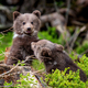 Two young brown bear cub in the forest. Portrait of brown bear, animal in the nature habitat - PhotoDune Item for Sale