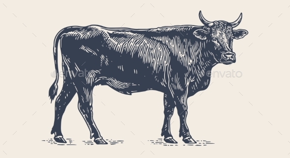 Cow Bull Beef