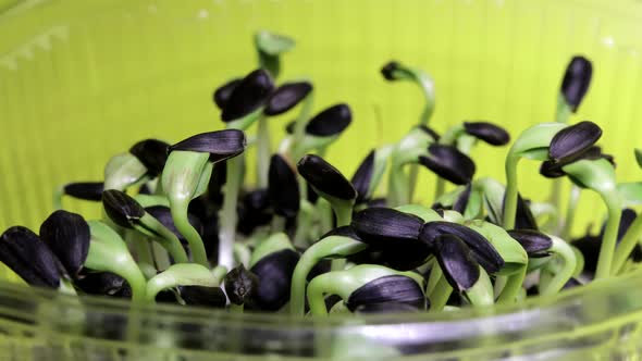 Germination Sprouts Sunflower Seed Husks City Farm alt