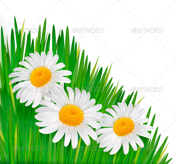Nature Background with Flowers - Flowers & Plants Nature