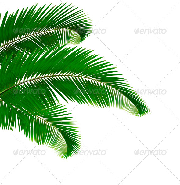 Palm Leaves - Flowers & Plants Nature
