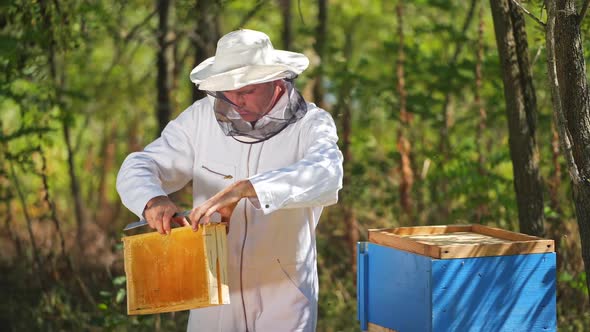 Beekeeper is working with bees and beehives on the apiary. Frames of a bee hive alt
