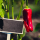 Blank Black billboard against green field garden fresh bell pepper. Empty mockup template Blackboard - PhotoDune Item for Sale