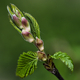 Close-up of a blooming tree branch with green leaves outdoors in nature - PhotoDune Item for Sale