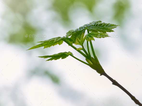 Detail of a tree branch with green leaves - Stock Photo - Images