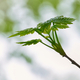 Detail of a tree branch with green leaves - PhotoDune Item for Sale