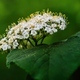 Close-up of a group of white flowers on a branch of a bush - PhotoDune Item for Sale