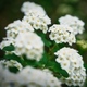 Close-up of a group of white flowers on a branch of a bush - PhotoDune Item for Sale