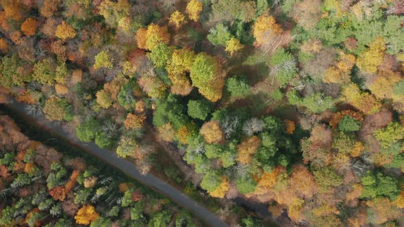 High Angle Aerial Drone Shot of Rural Road with Beautiful Fall Leaf Colors
