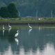 Egret birds in their natural habitat, foraging in quiet ponds, surrounded by lush greenery - PhotoDune Item for Sale