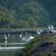 Egret birds in their natural habitat, foraging in quiet ponds, surrounded by lush greenery - PhotoDune Item for Sale