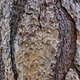 Detail of the structure of brown tree bark, texture, background - PhotoDune Item for Sale