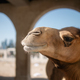 Camel in historic district of Doha - PhotoDune Item for Sale