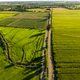 Aerial view of green rice field. Drone shot frome above - PhotoDune Item for Sale