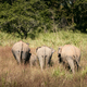 Herd of elephants in Sri Lanka - PhotoDune Item for Sale