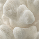 Decorative white coral texture - PhotoDune Item for Sale
