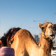 Smiling camel on street in Doha - PhotoDune Item for Sale