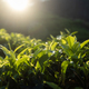 Sunrise over hills with tea plantations - PhotoDune Item for Sale