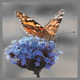 Butterfly Flutter Inspiring Peaceful Piano