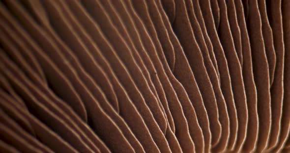 Mushroom Portobello Close Up Rotating Champignon. Macro Video of Raw Food. Hymenophore Lamellae alt