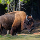 Wild adult Bison in the autumn forest. Wildlife scene from spring nature - PhotoDune Item for Sale