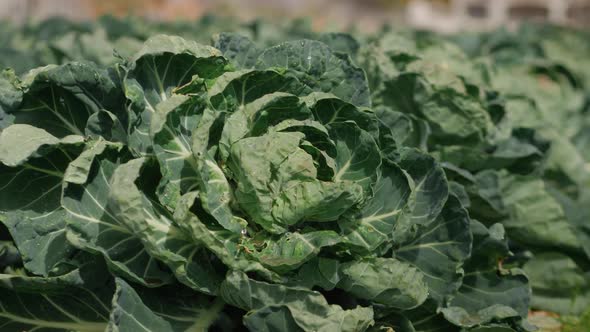 Green Cabbage Leaves in the Vegetable Garden alt